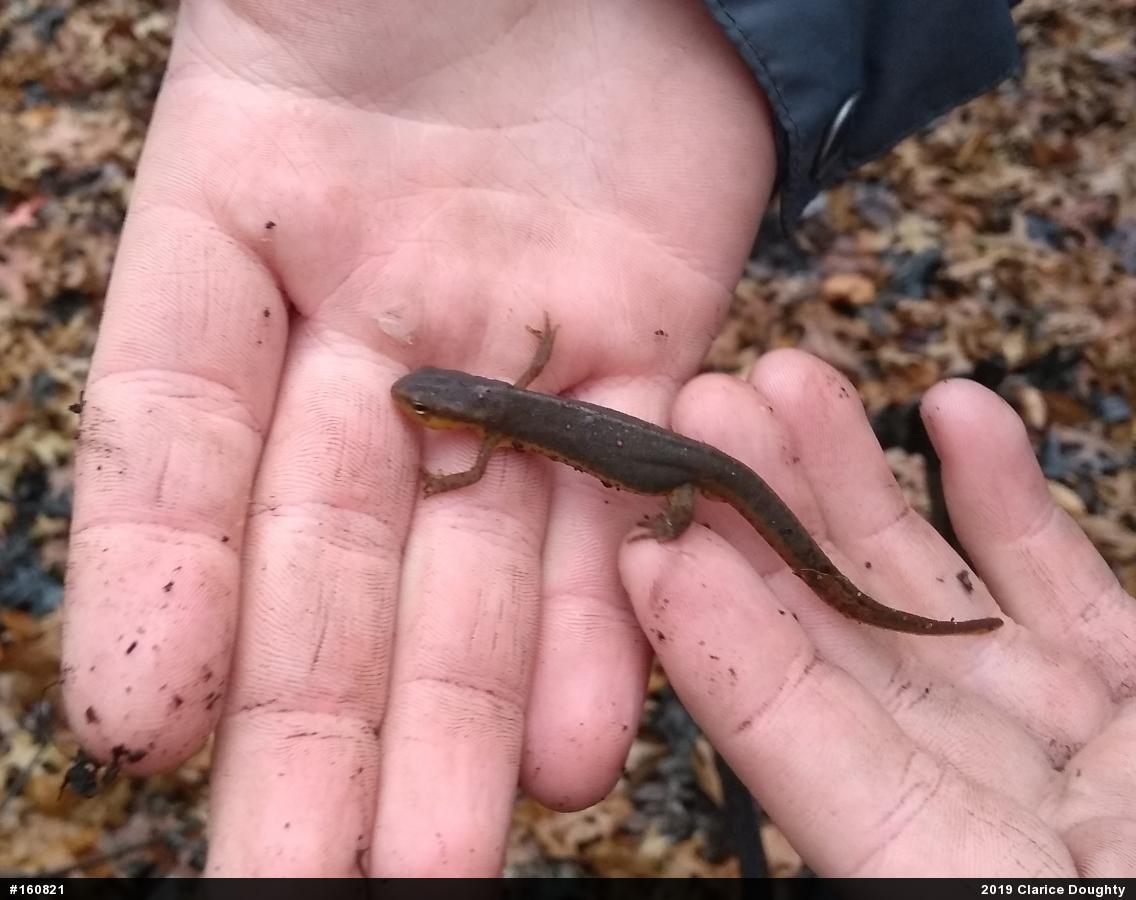 Red-spotted Newt