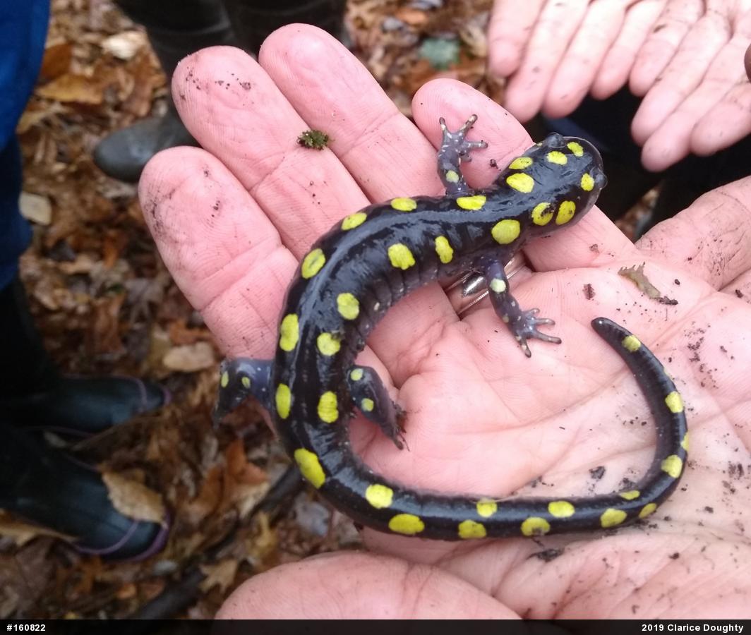 Spotted Salamander