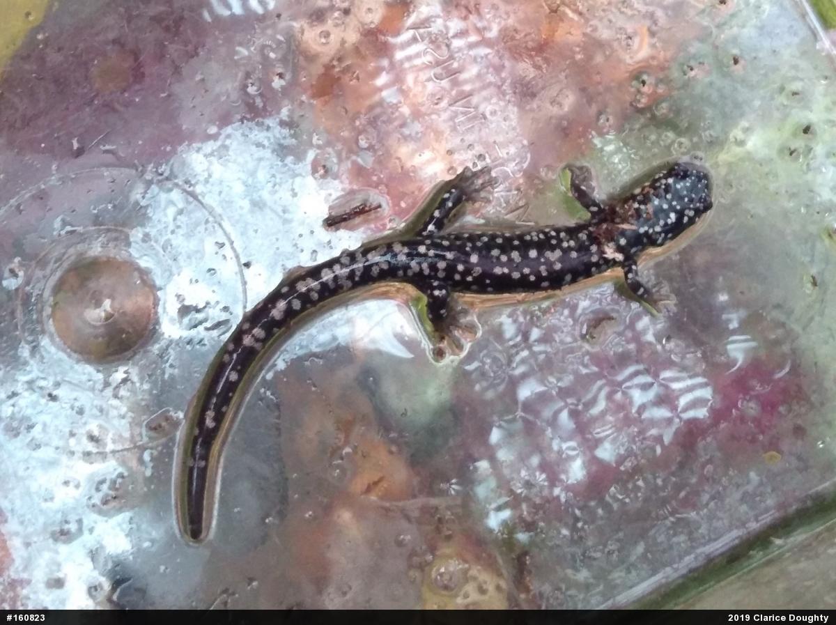 Northern Slimy Salamander
