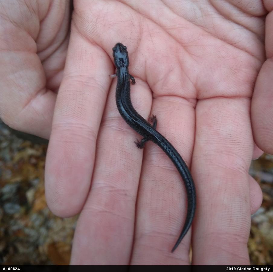 Woodland Salamanders