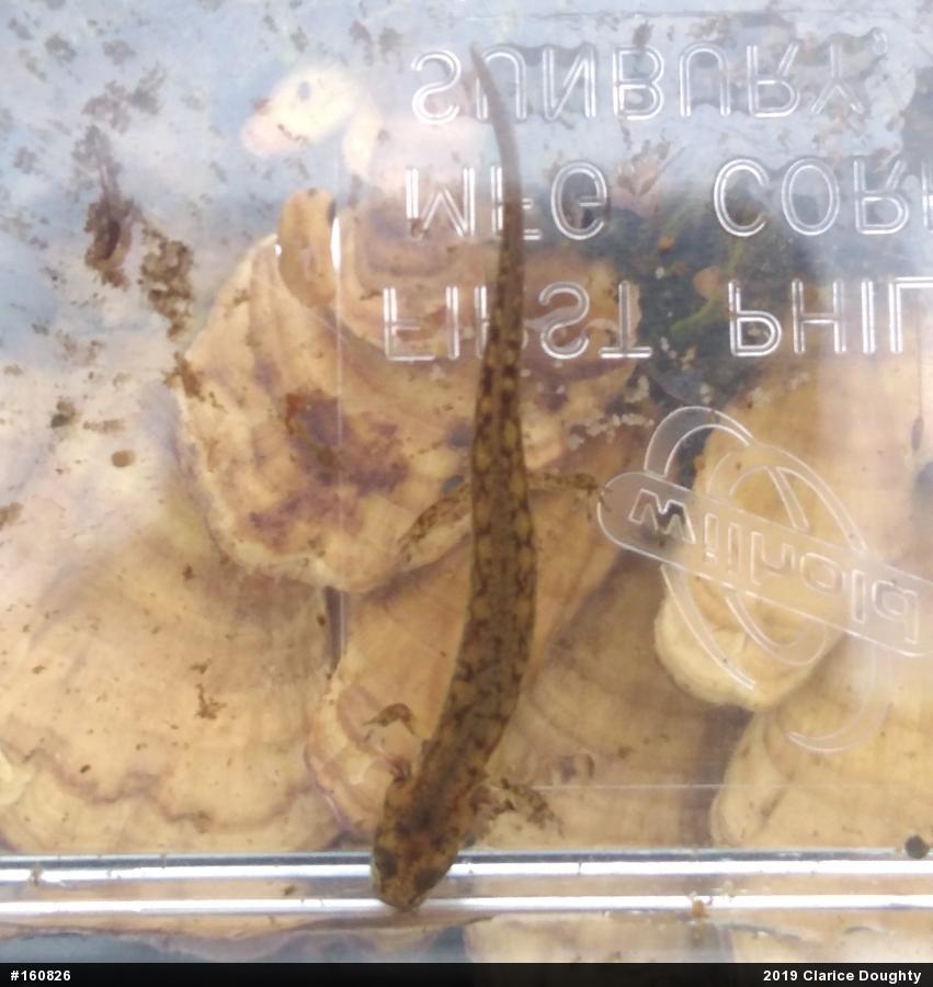 Northern Two-lined Salamander