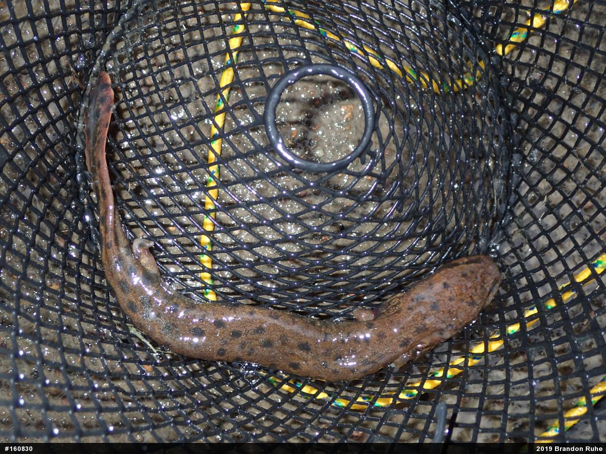 Common Mudpuppy