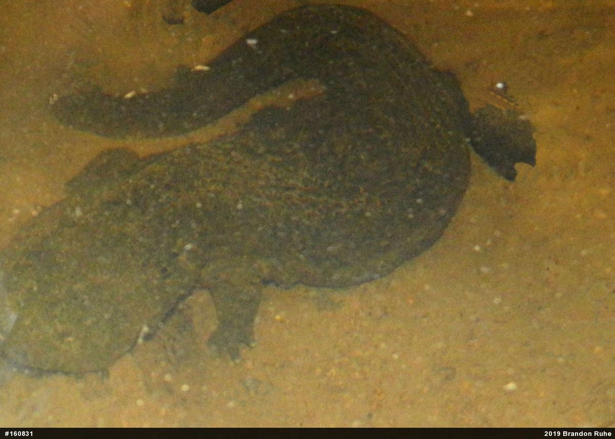 Eastern Hellbender