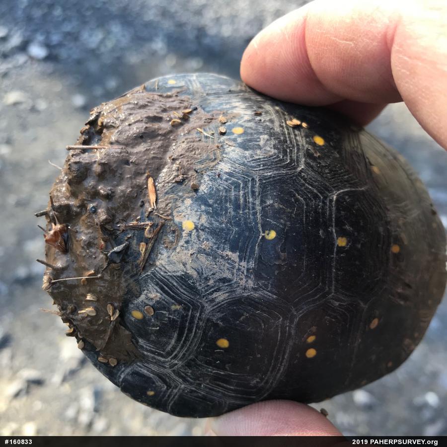 Spotted Turtle