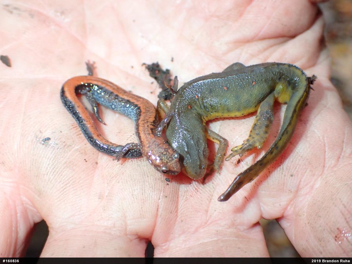 Red-spotted Newt