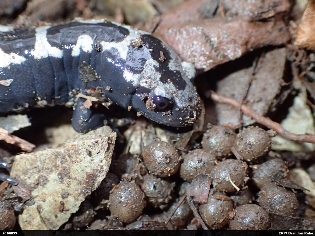 Marbled Salamander