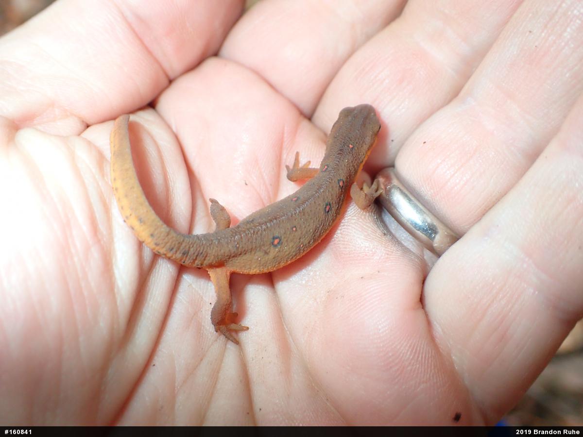 Red-spotted Newt