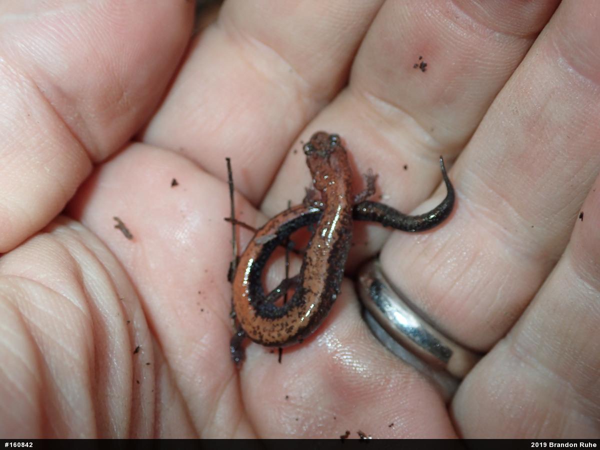 Eastern Red-backed  Salamander