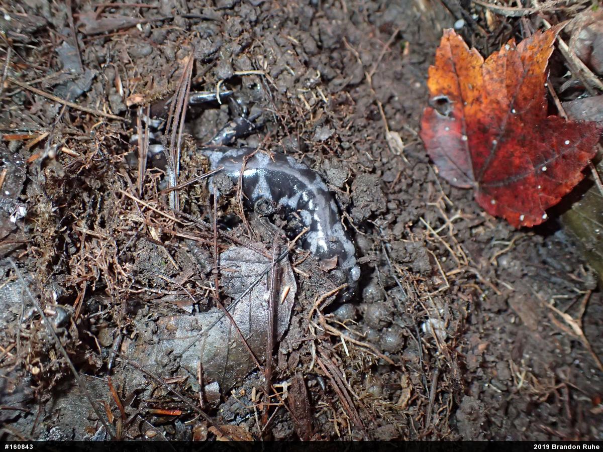 Marbled Salamander