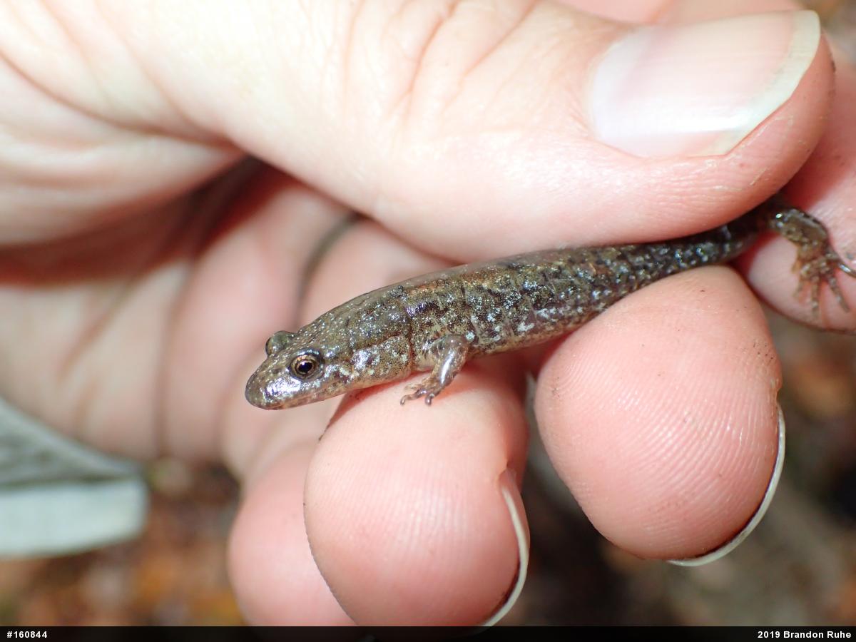 Northern Dusky Salamander