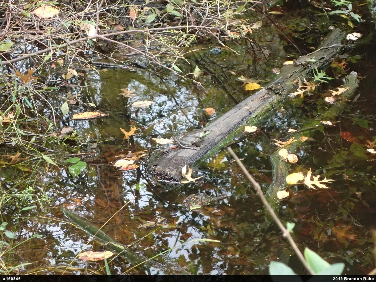 American Bullfrog