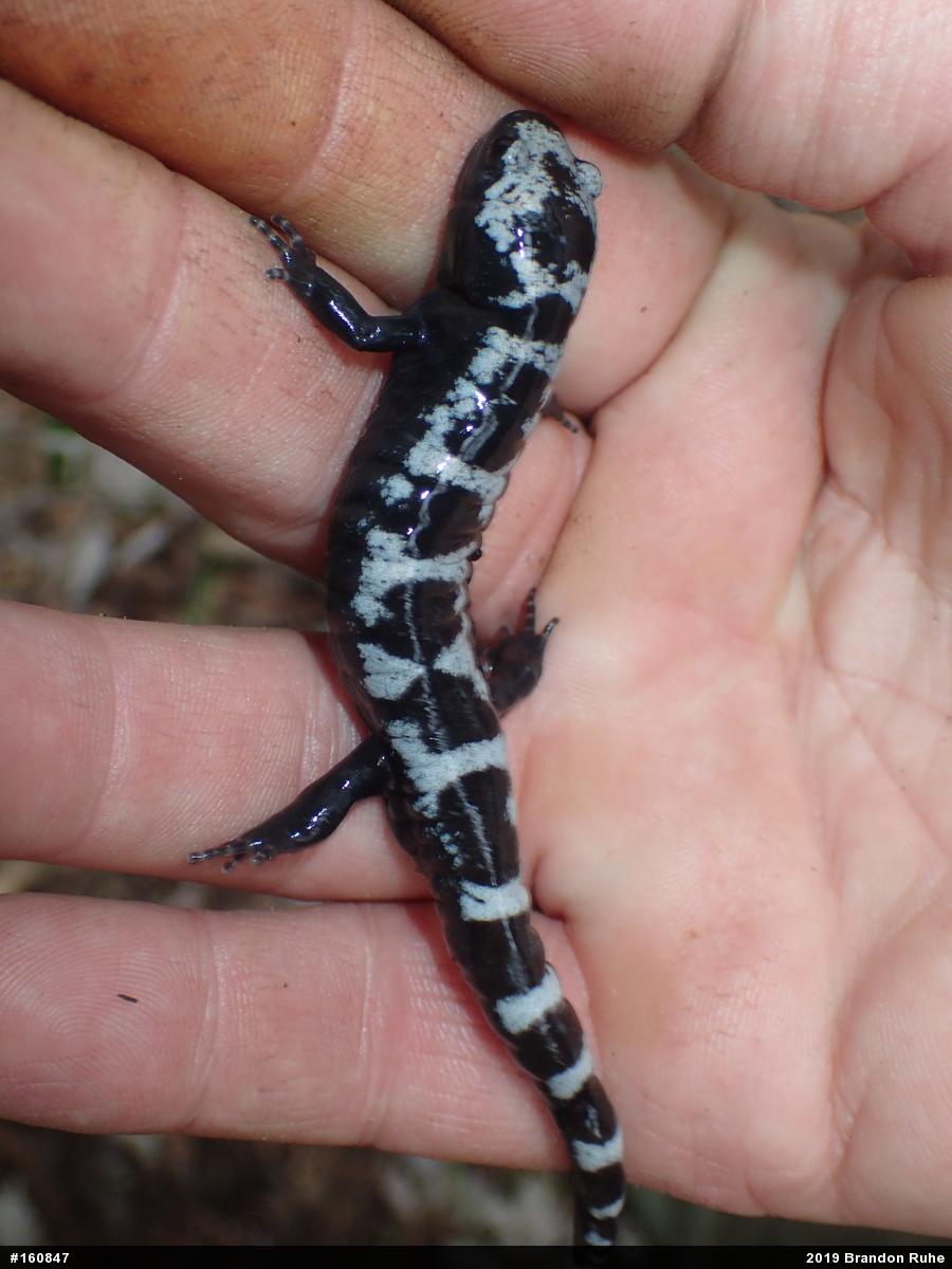 Marbled Salamander