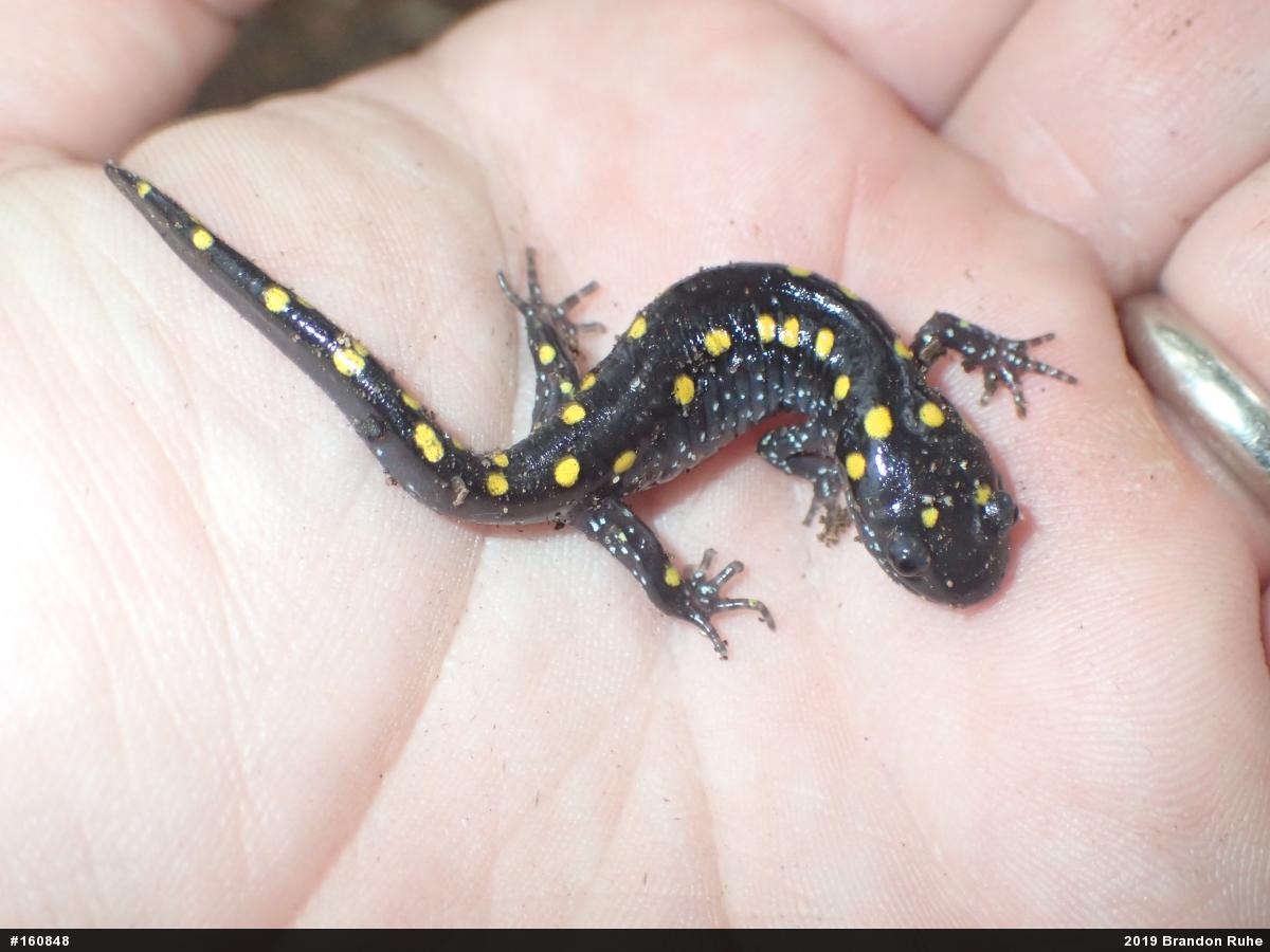 Spotted Salamander