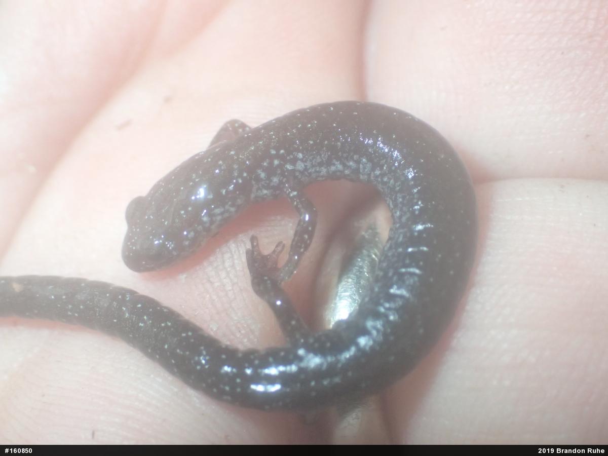 Eastern Red-backed  Salamander