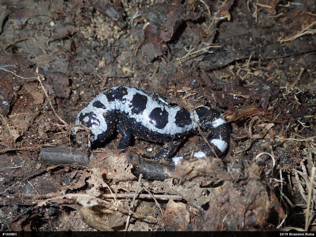 Marbled Salamander