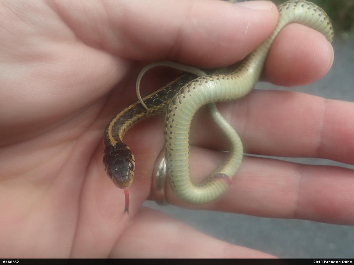 Eastern Gartersnake