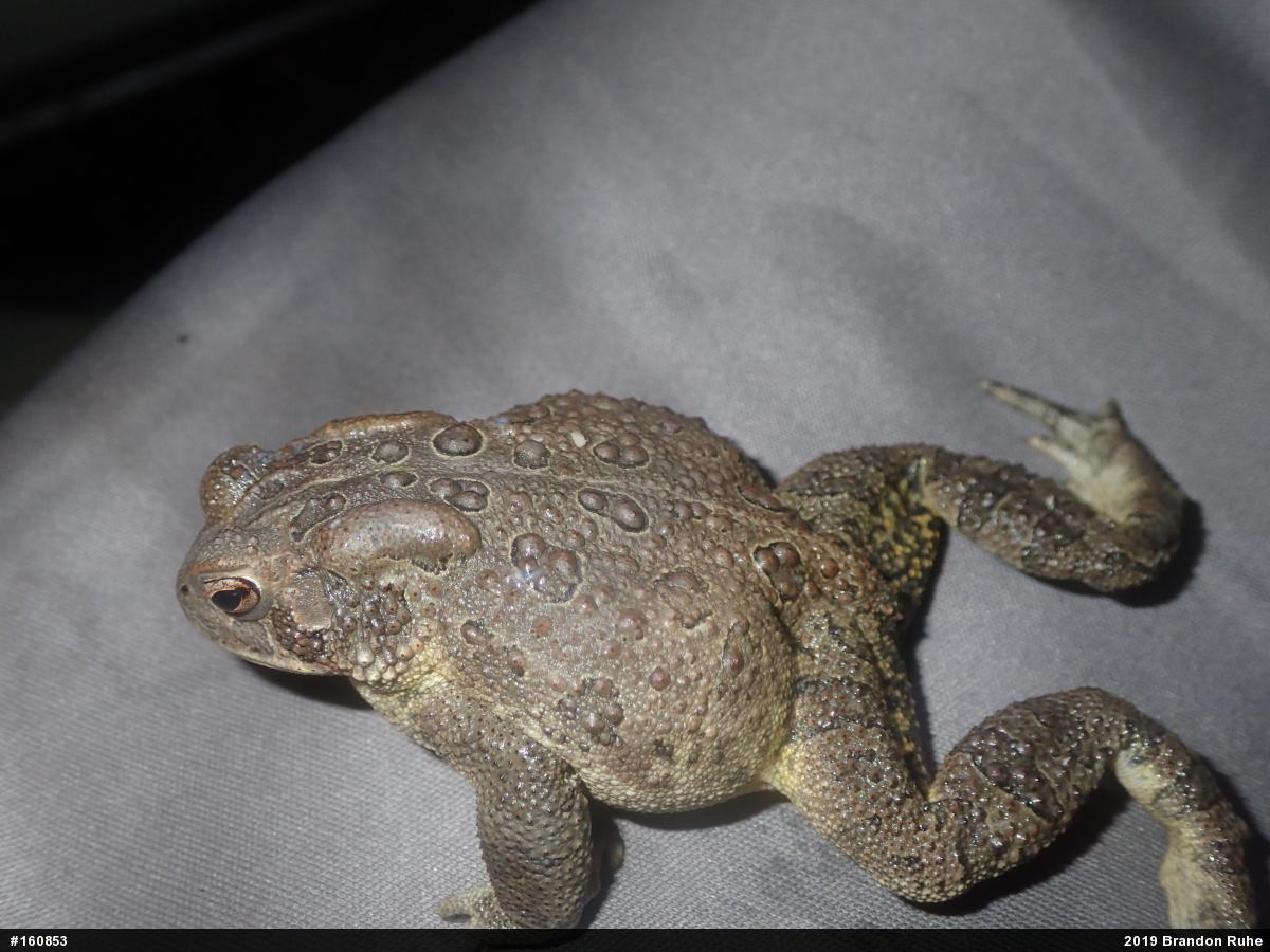 True Toads