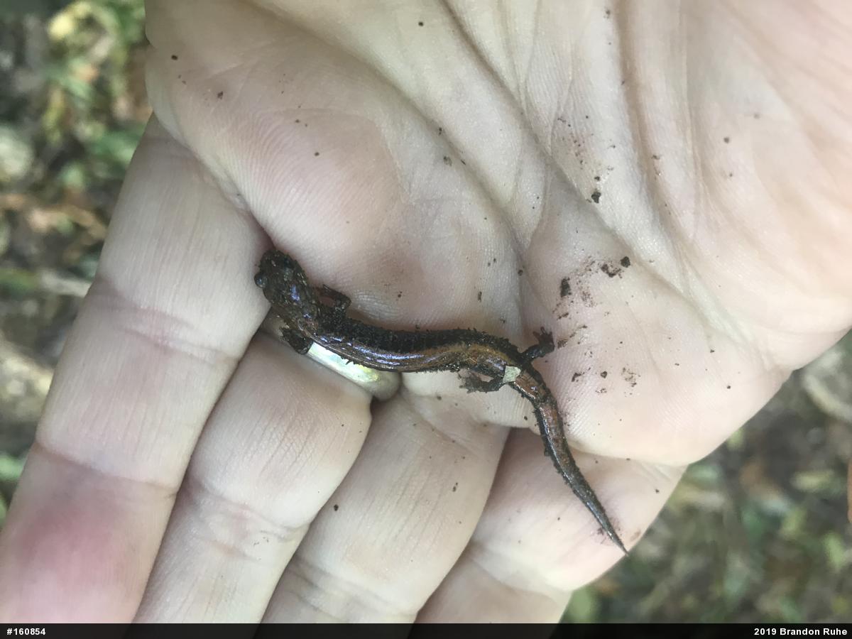 Eastern Red-backed  Salamander
