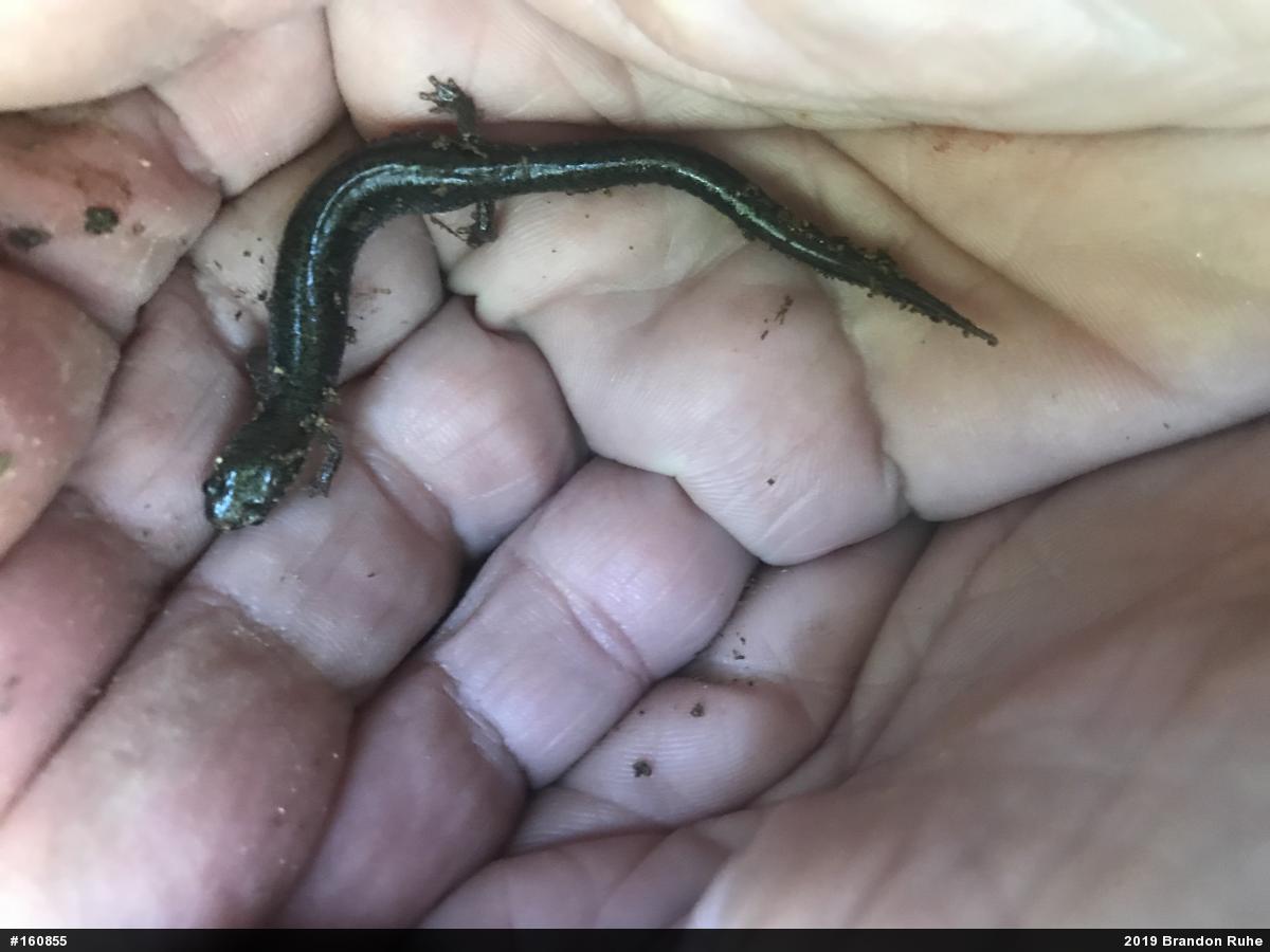 Eastern Red-backed  Salamander