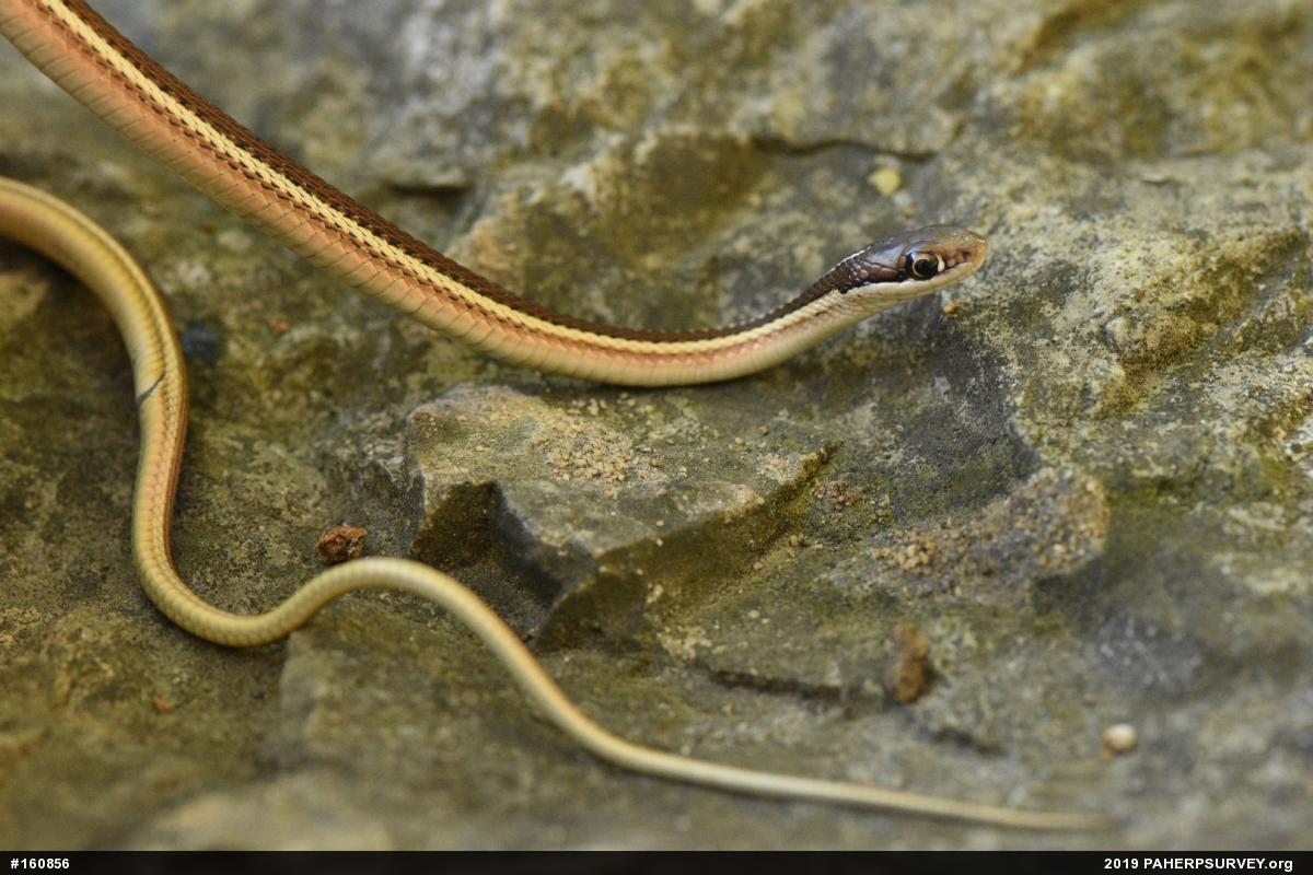 Eastern Ribbonsnake