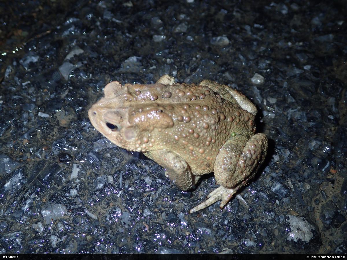 Eastern American Toad