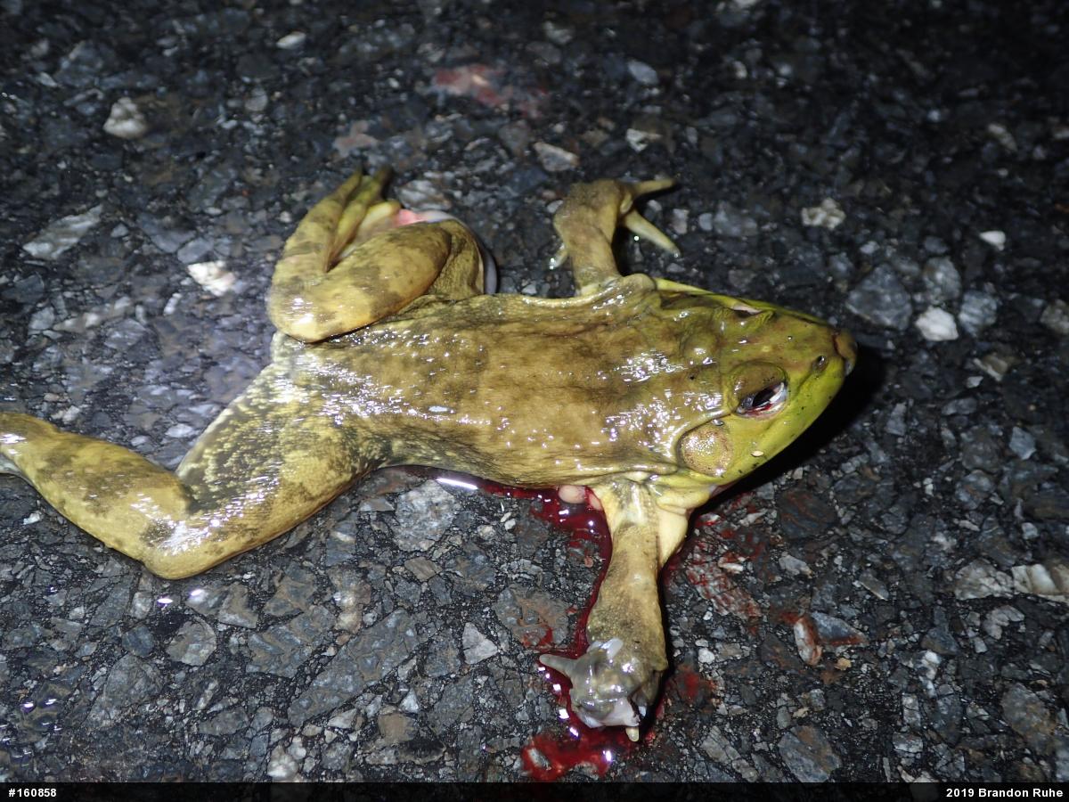 American Bullfrog