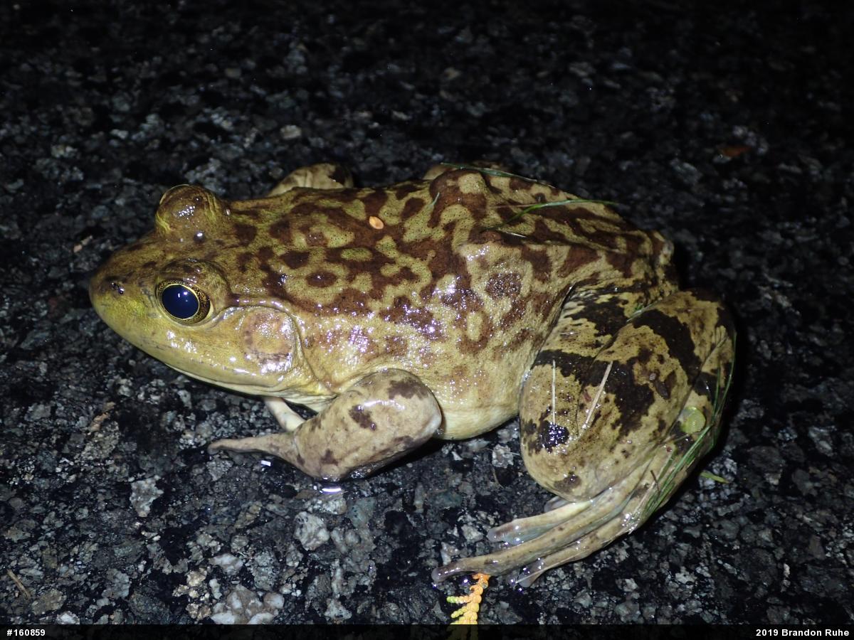 American Bullfrog