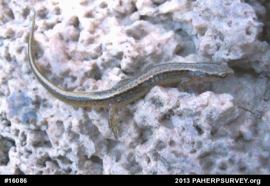 Northern Two-lined Salamander