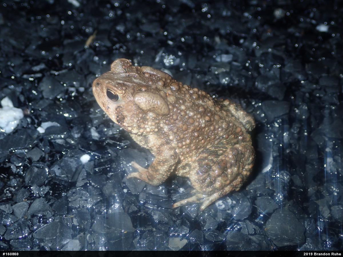Eastern American Toad