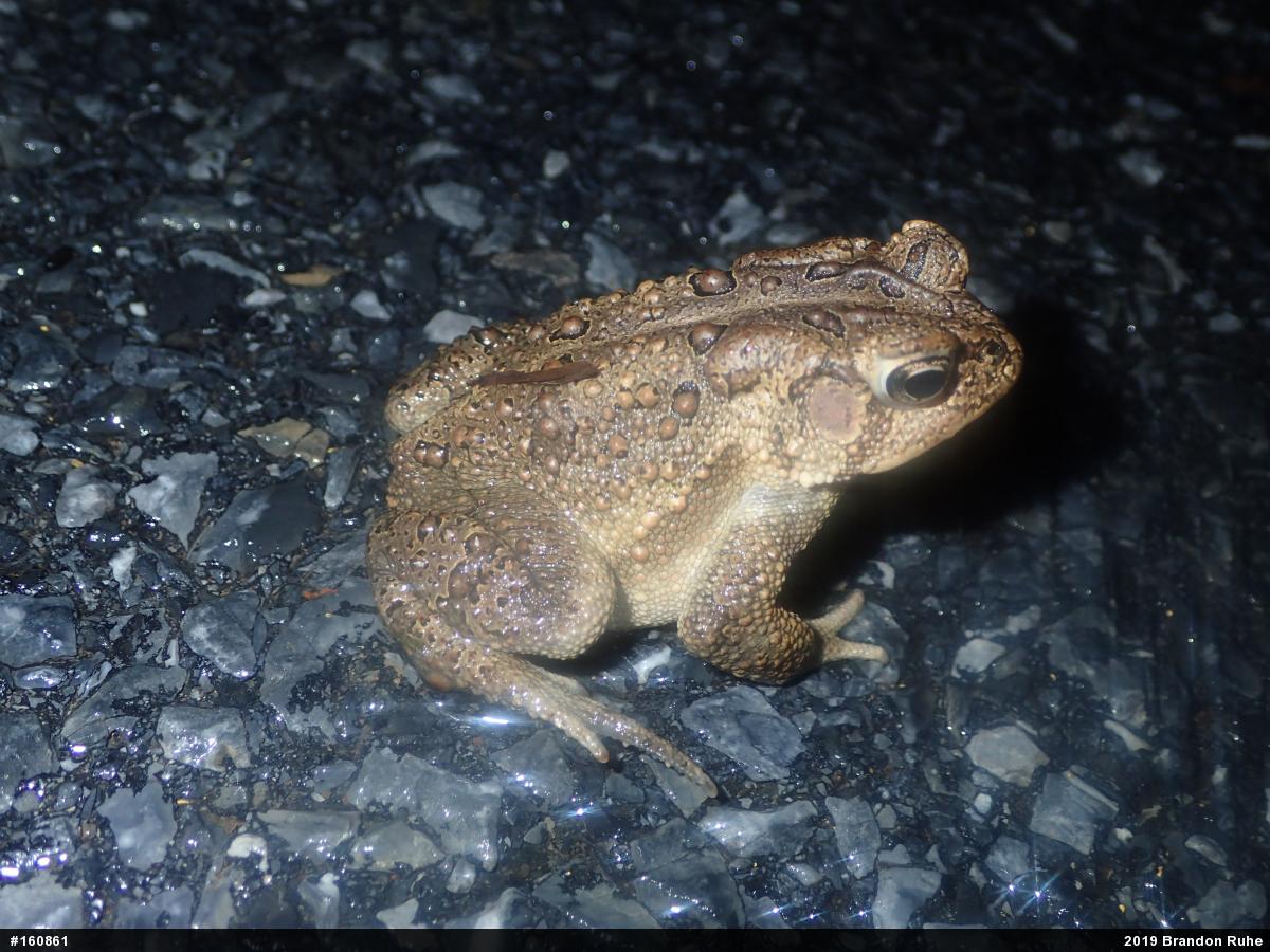 Eastern American Toad