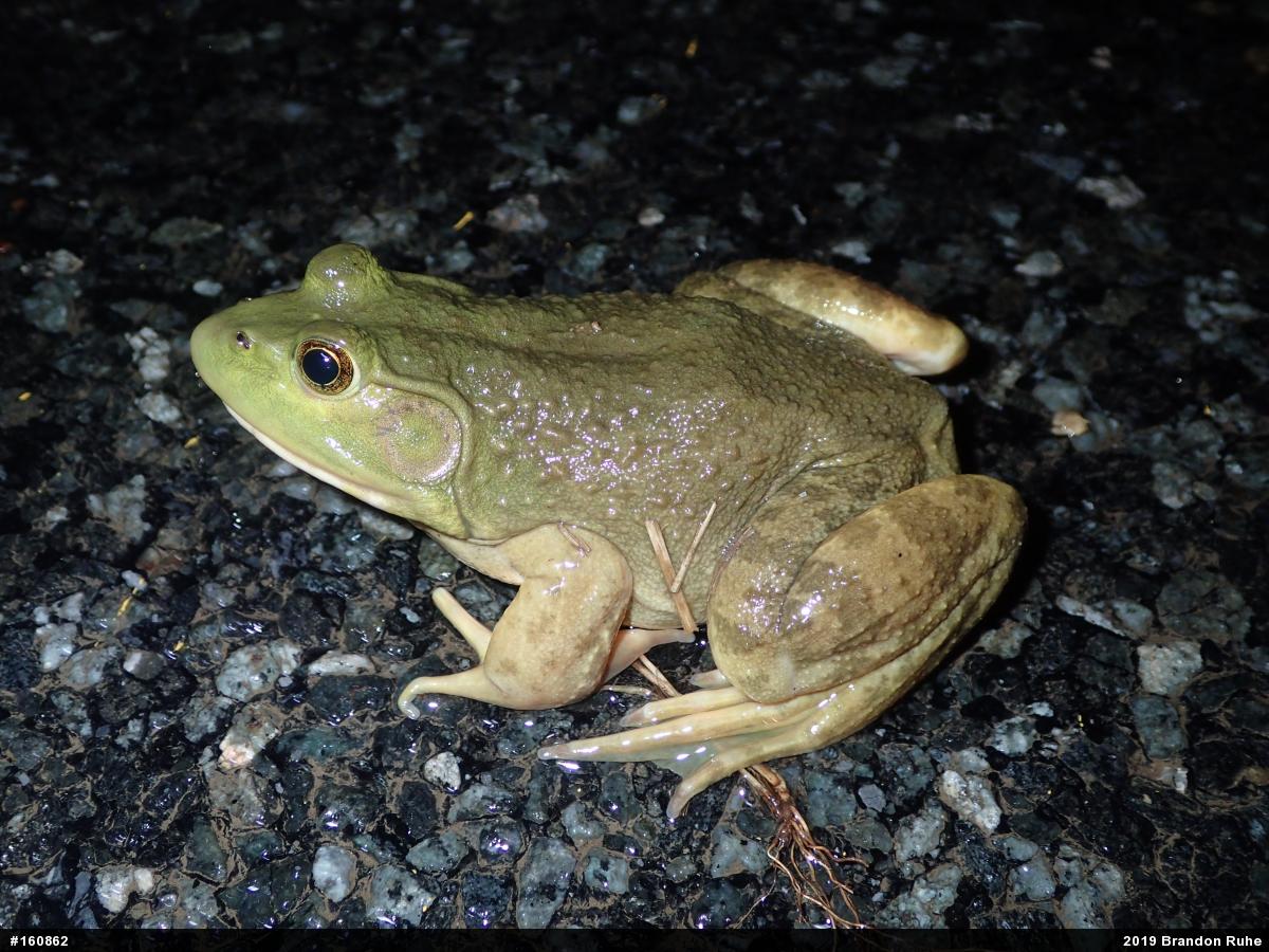 American Bullfrog