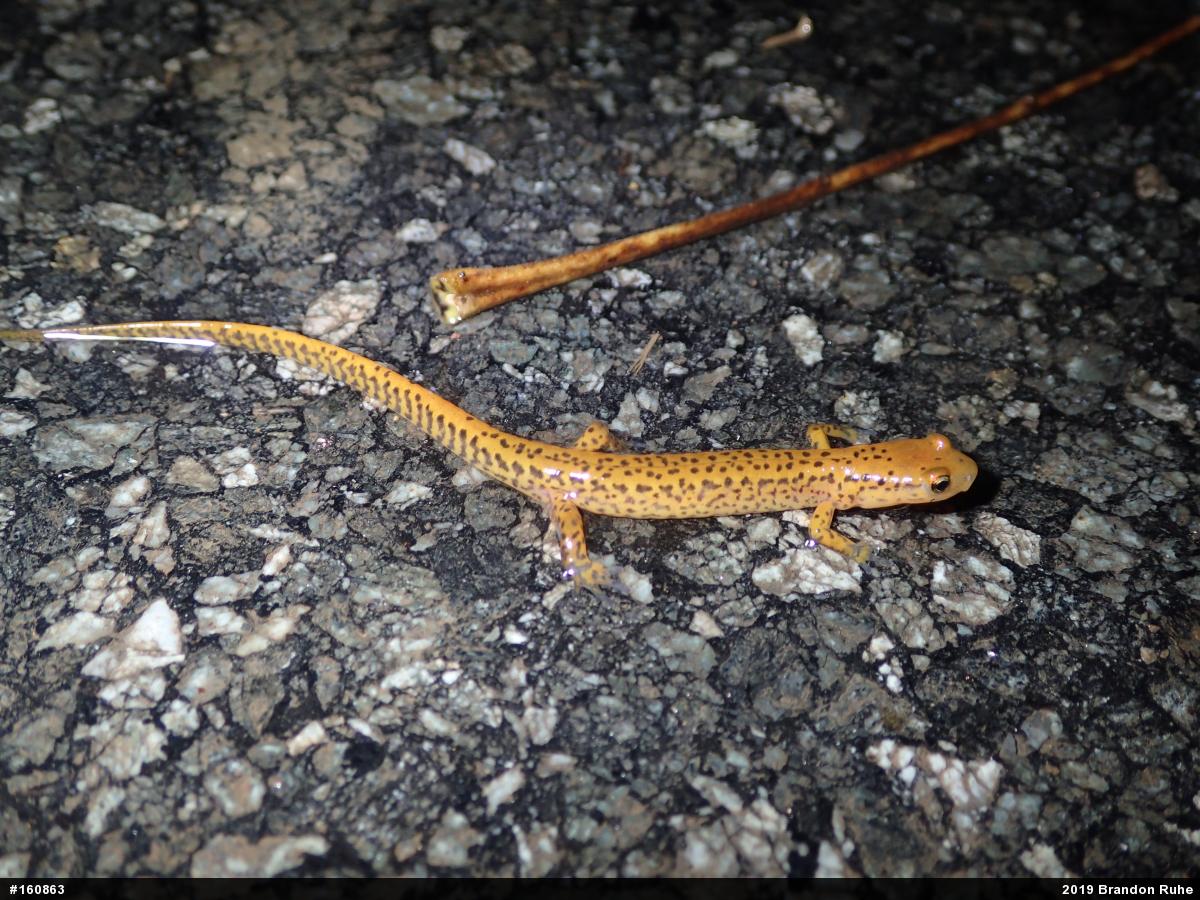 Eastern Long-tailed Salamander