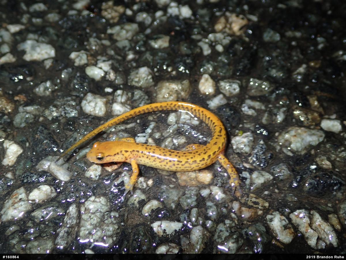 Eastern Long-tailed Salamander
