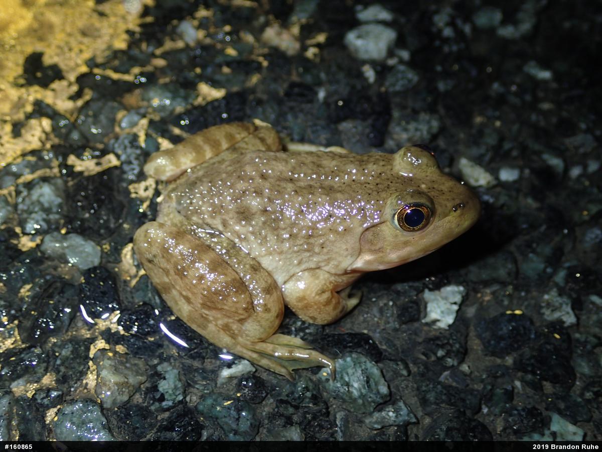 American Bullfrog