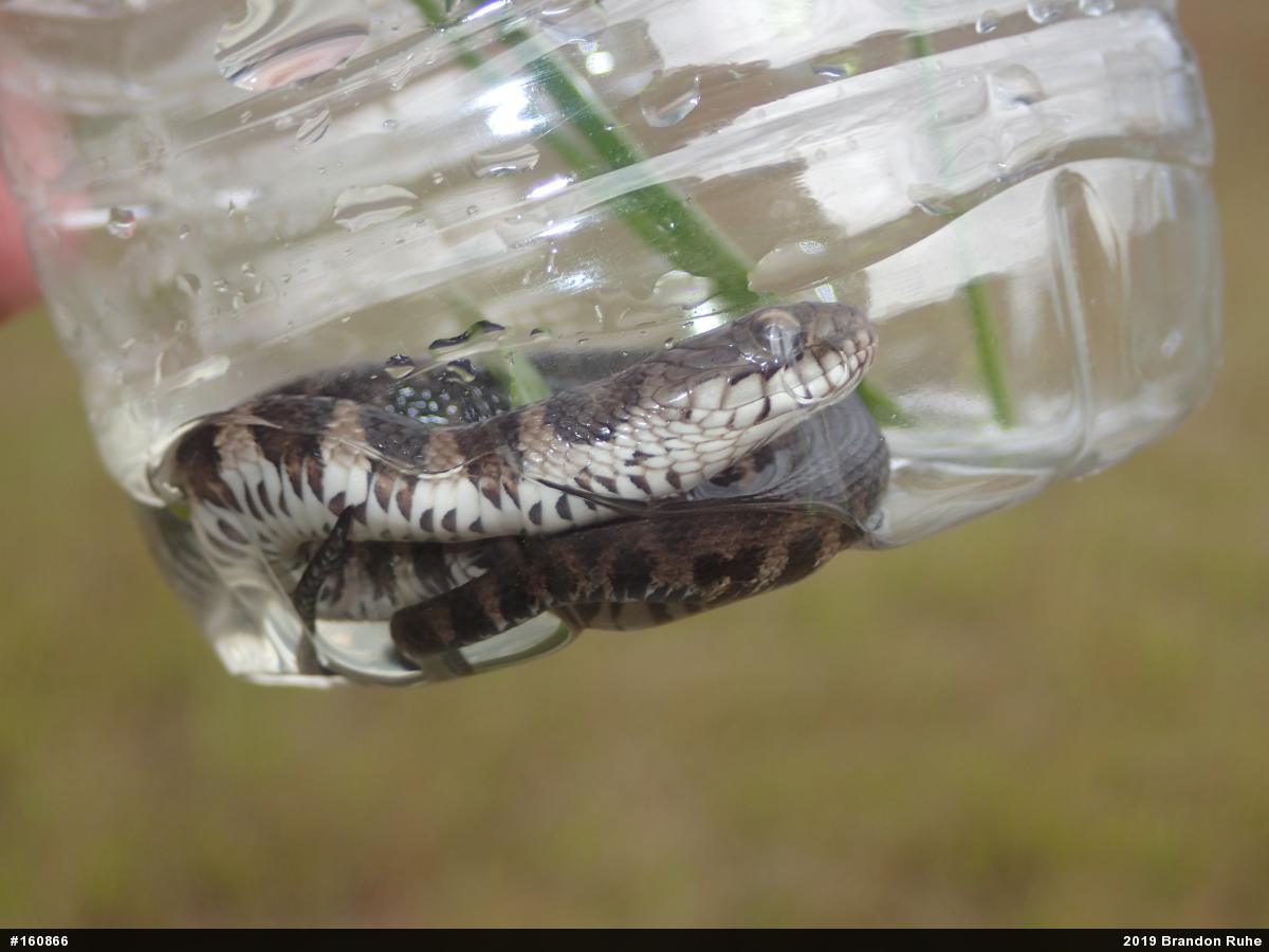 Northern Watersnake