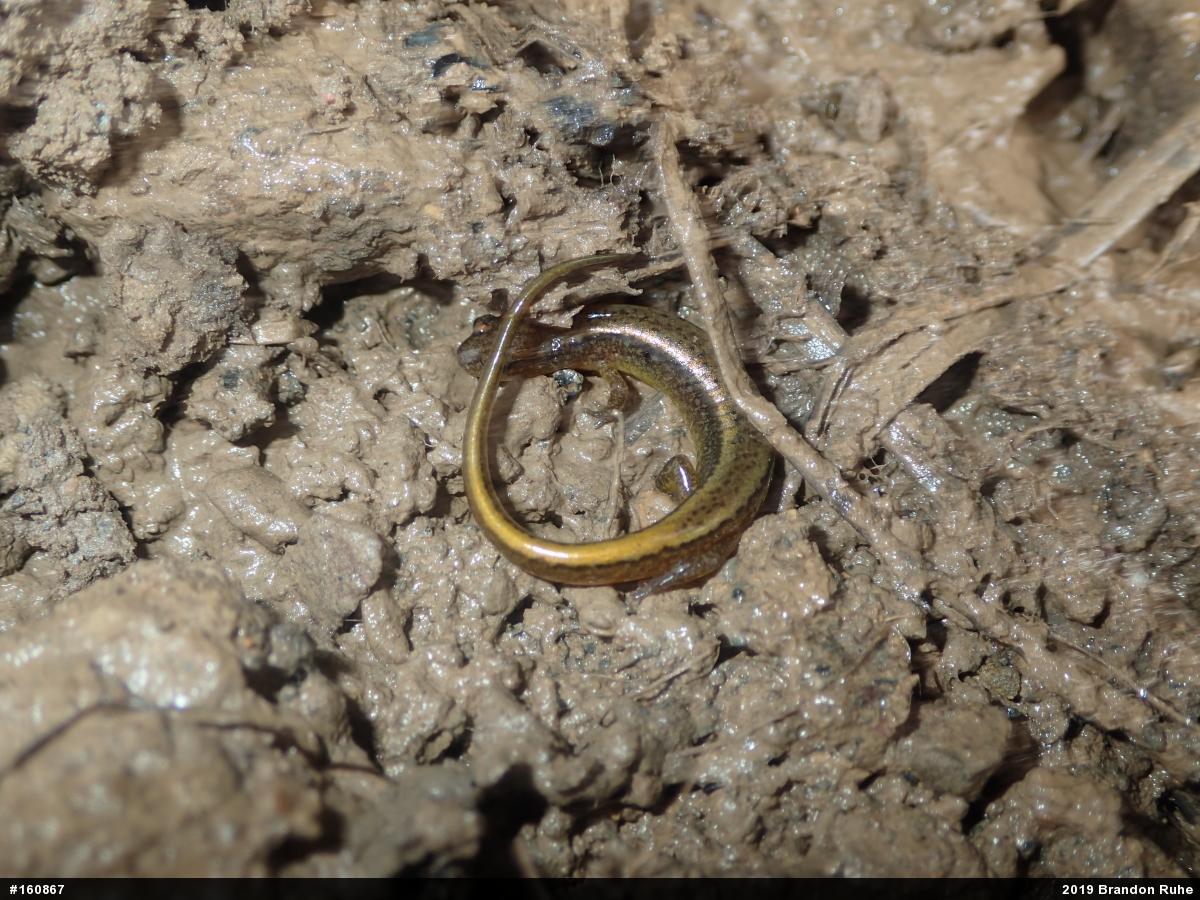Northern Two-lined Salamander