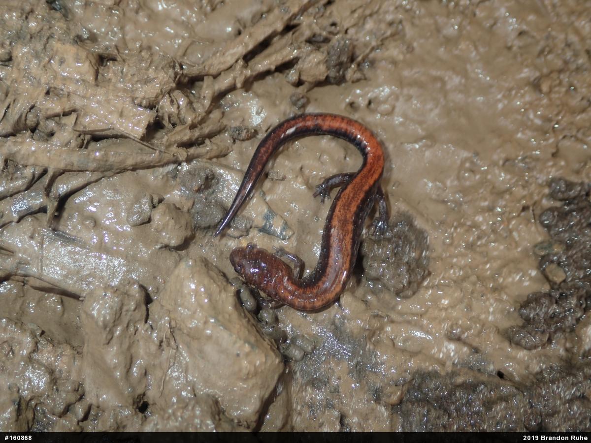 Eastern Red-backed  Salamander