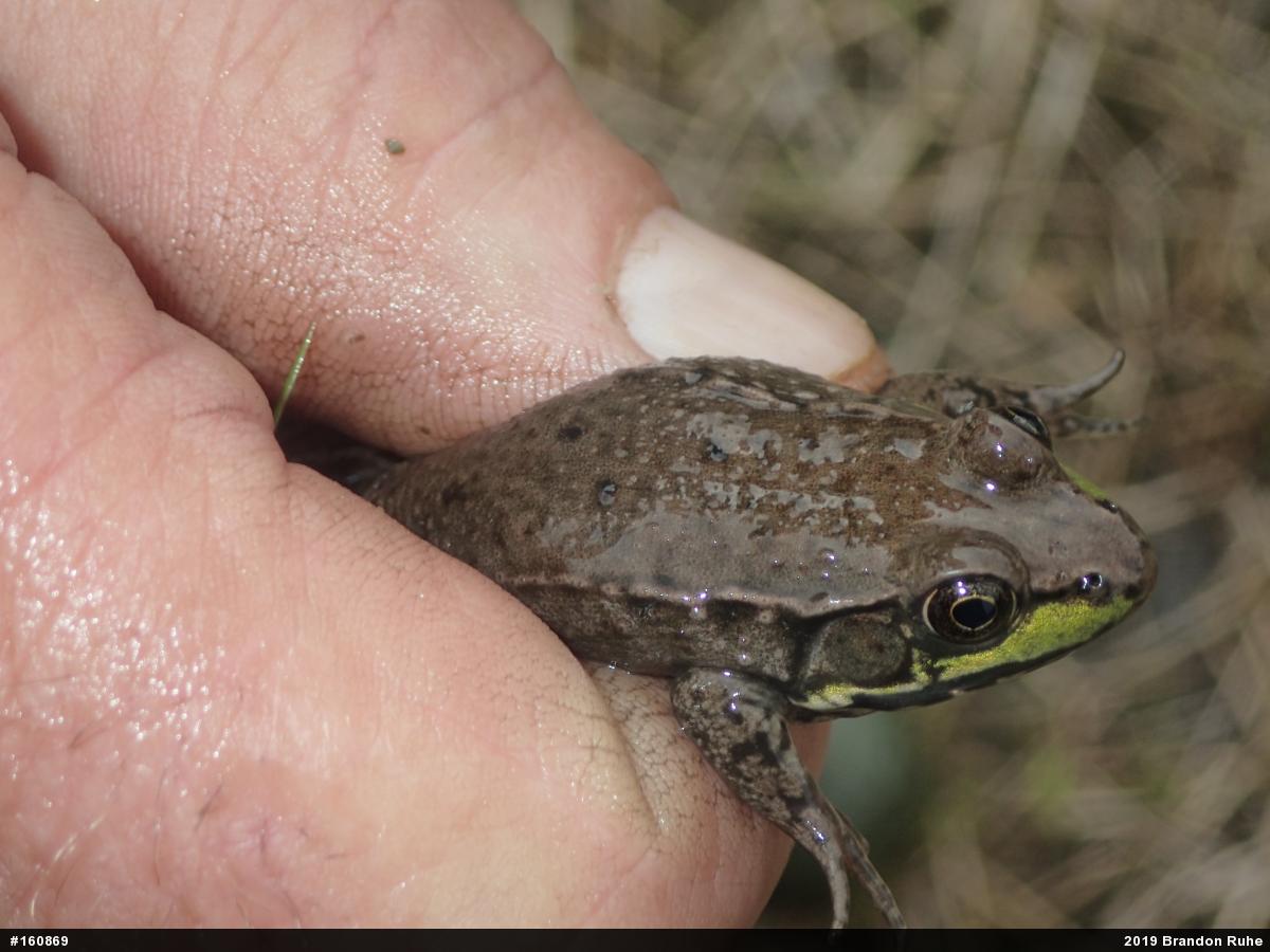 Green Frog
