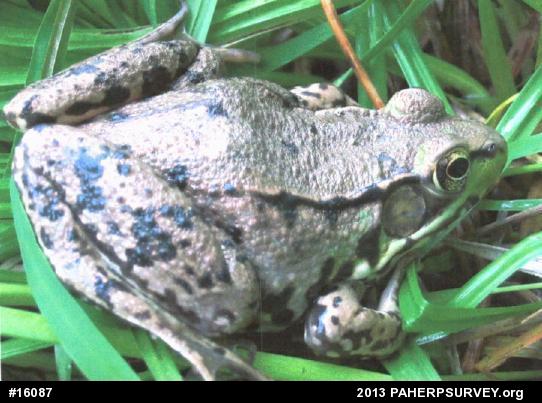 Green Frog