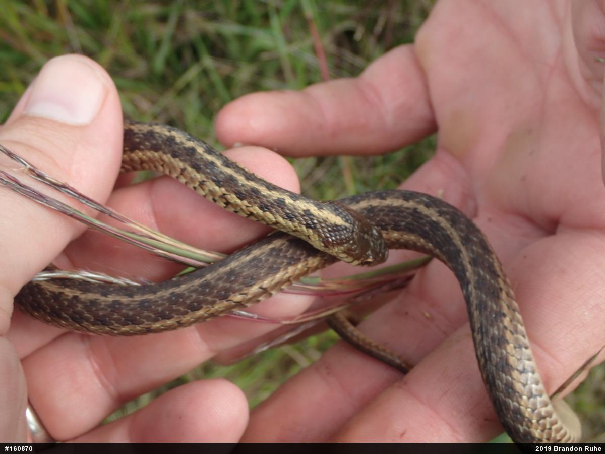 Eastern Gartersnake