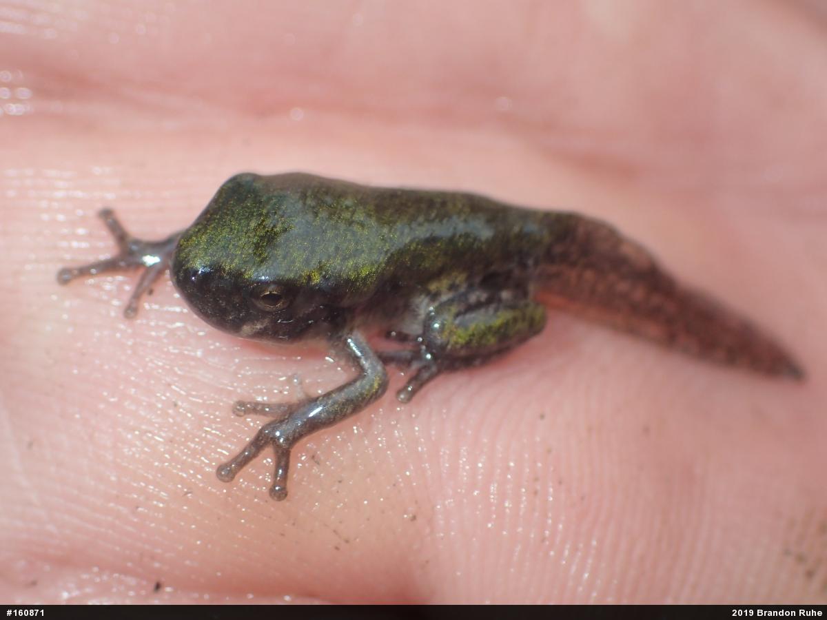 Unknown Gray Treefrog