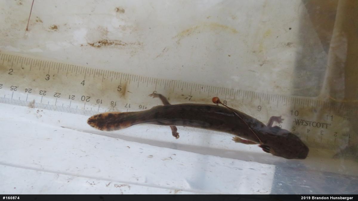 Common Mudpuppy