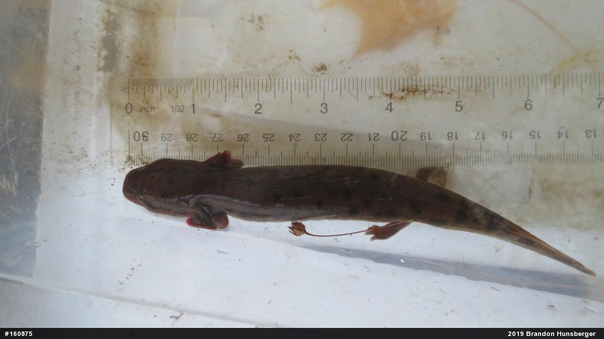 Common Mudpuppy