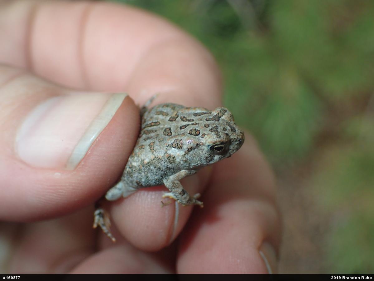 Fowler's Toad