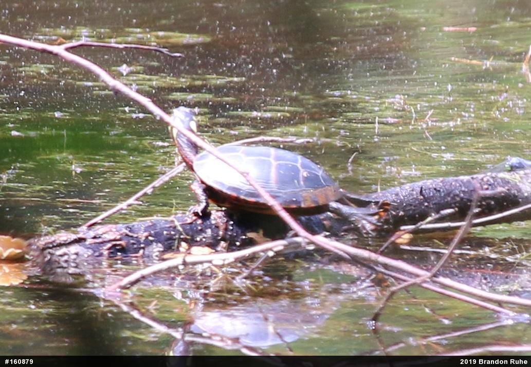 Painted Turtle