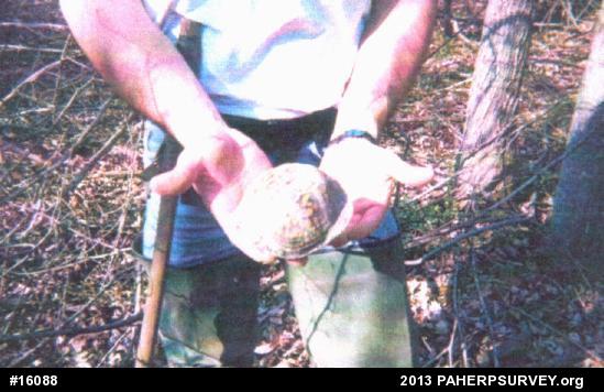 Eastern Box Turtle