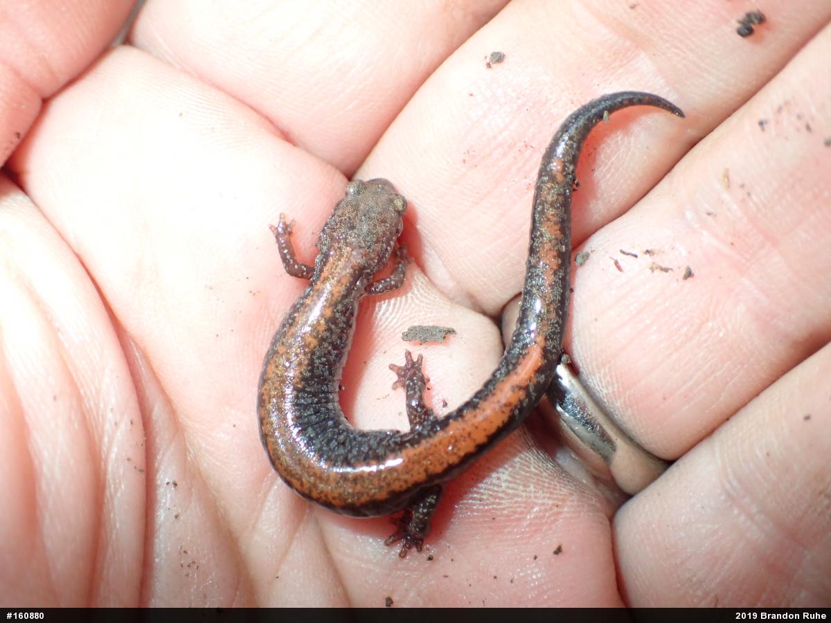 Eastern Red-backed  Salamander