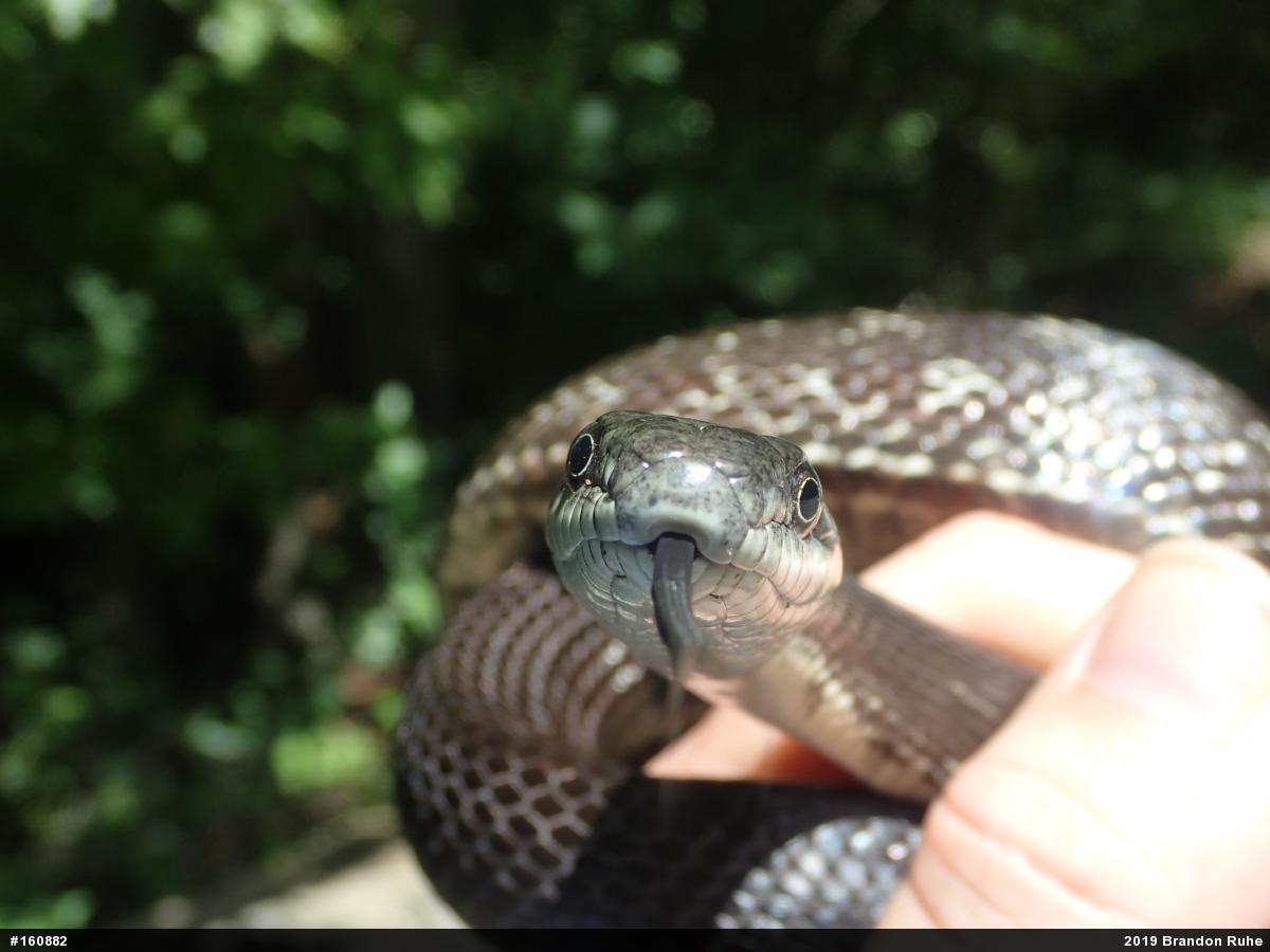 Eastern Ratsnake