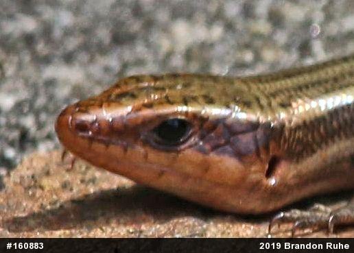 Common Five-lined Skink