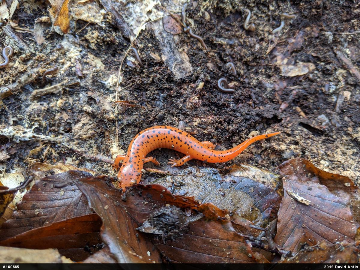 Northern Red Salamander